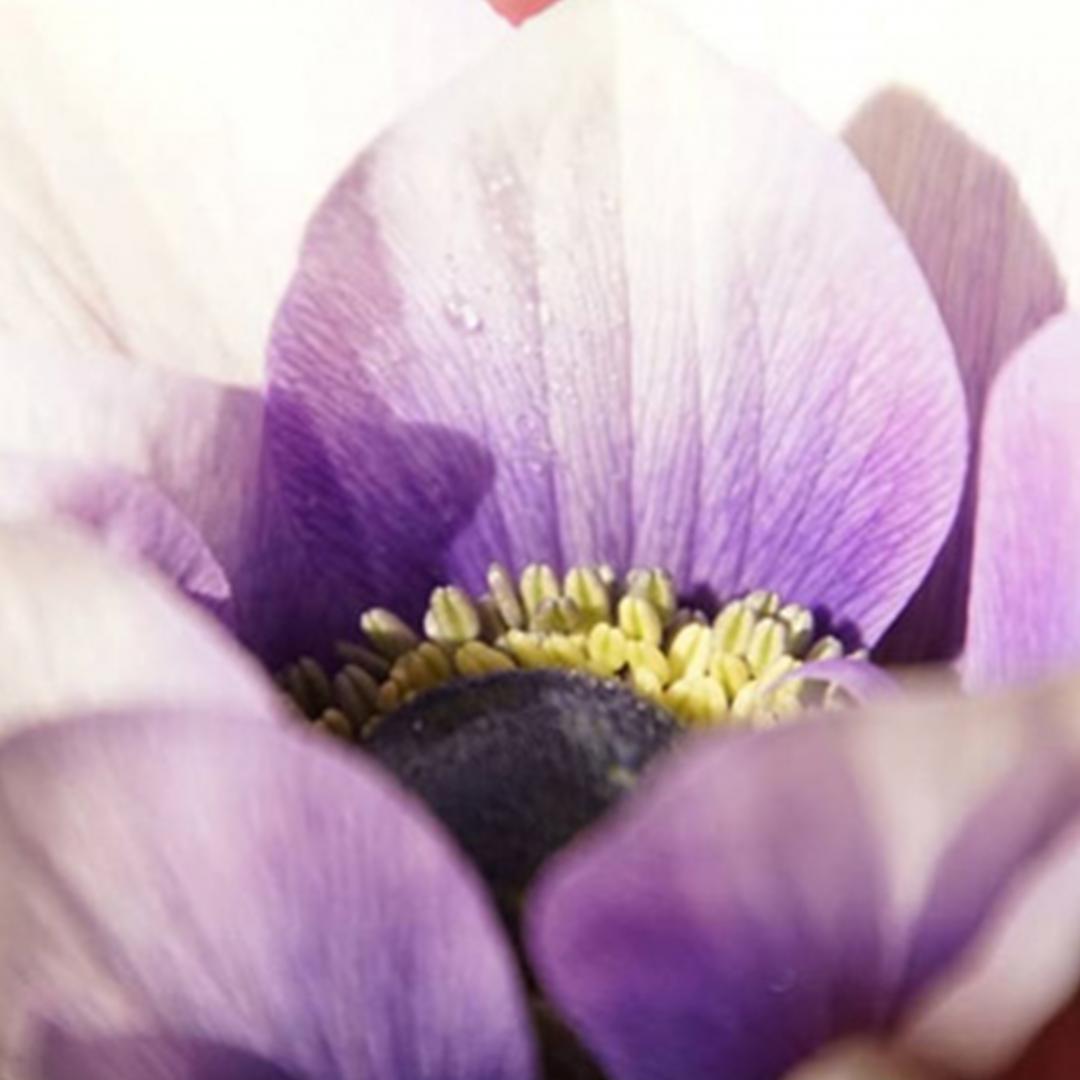 photo macro 3 image macro