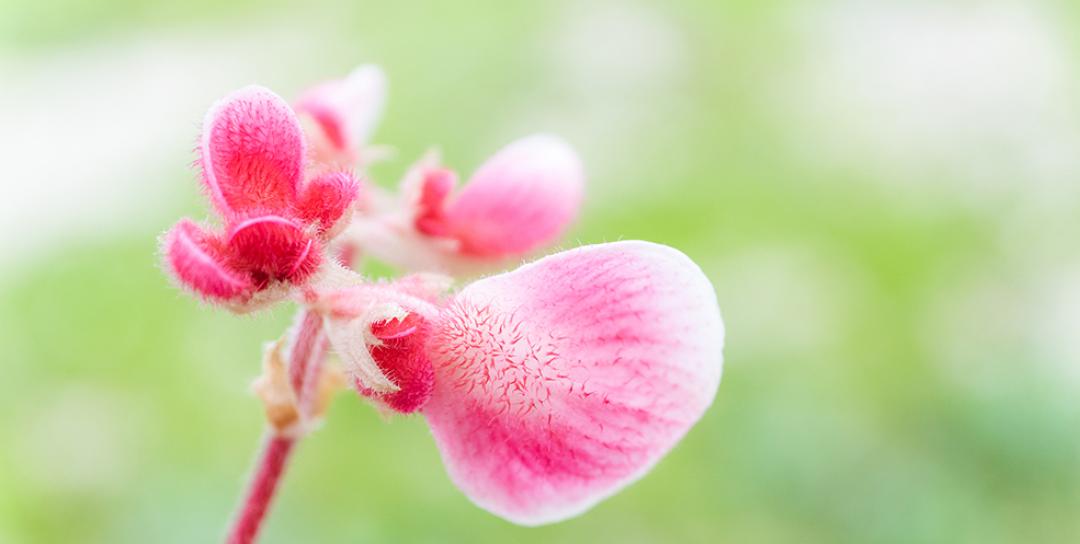 photo macro 2 image macro